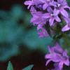 Campanula glomerata, flowers