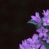 Campanula glomerata, flowers