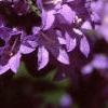 Campanula glomerata, flowers