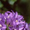 Campanula glomerata, flowers