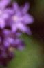 Campanula glomerata, flowers