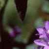 Campanula glomerata, flowers