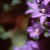 Campanula glomerata, flowers
