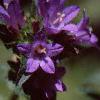 Campanula glomerata, flowers