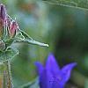 Campanula glomerata 'Joan Elliott', flowers