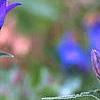 Campanula glomerata 'Joan Elliott', flowers