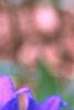 Campanula glomerata 'Joan Elliott', flowers