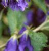 Campanula 'Kent Belle', flowers