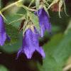 Campanula 'Kent Belle', flowers