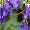 Campanula 'Kent Belle', flowers
