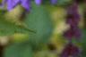 Campanula 'Kent Belle', flowers