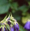 Campanula 'Kent Belle', flowers