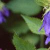 Campanula 'Kent Belle', flowers