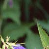 Campanula 'Kent Belle', flowers