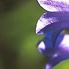 Campanula rotundifolia 'Olympica', flowers
