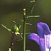 Campanula rotundifolia 'Olympica', flowers