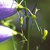 Campanula rotundifolia 'Olympica', flowers