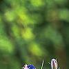 Campanula rotundifolia 'Olympica', flowers