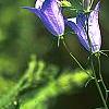 Campanula rotundifolia 'Olympica', flowers