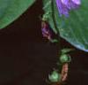Campanula rapunculoides, flowers