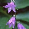 Campanula rapunculoides, flowers