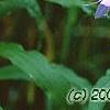 Campanula rapunculoides, flowers