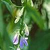Campanula rapunculoides, flowers