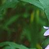 Campanula rapunculoides, flowers