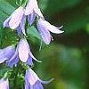 Campanula rapunculoides, flowers