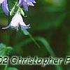 Campanula rapunculoides, flowers