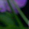Campanula 'Samantha', flowers