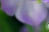 Campanula 'Samantha', flowers