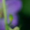Campanula 'Samantha', flowers