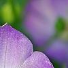 Campanula 'Samantha', flowers
