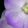 Campanula 'Samantha', flowers
