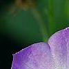 Campanula 'Samantha', flowers