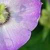Campanula 'Samantha', flowers