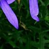 Isotoma axillaris 'Beth's Blue', flowers
