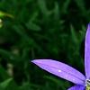 Isotoma axillaris 'Beth's Blue', flowers
