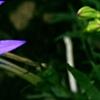 Isotoma axillaris 'Beth's Blue', flowers