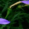 Isotoma axillaris 'Beth's Blue', flowers