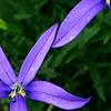 Isotoma axillaris 'Beth's Blue', flowers
