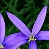 Isotoma axillaris 'Beth's Blue', flowers