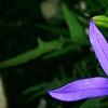 Isotoma axillaris 'Beth's Blue', flowers