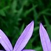 Isotoma axillaris 'Beth's Blue', flowers