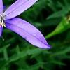 Isotoma axillaris 'Beth's Blue', flowers