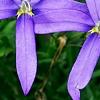 Isotoma axillaris 'Beth's Blue', flowers