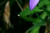 Isotoma axillaris 'Beth's Blue', flowers