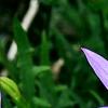 Isotoma axillaris 'Beth's Blue', flowers