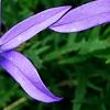 Isotoma axillaris 'Beth's Blue', flowers